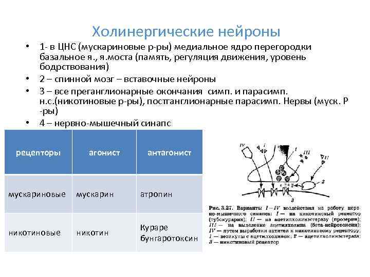Холинергические нейроны • 1 - в ЦНС (мускариновые р-ры) медиальное ядро перегородки базальное я.