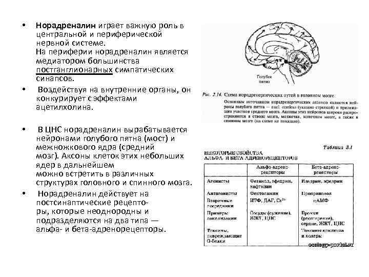  • • Норадреналин играет важную роль в центральной и периферической нервной системе. На