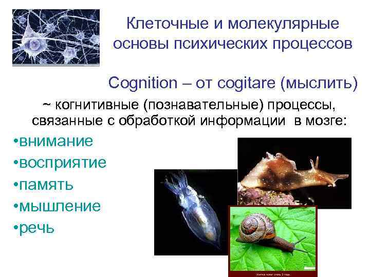 Клеточные и молекулярные основы психических процессов Cognition – от cogitare (мыслить) ~ когнитивные (познавательные)