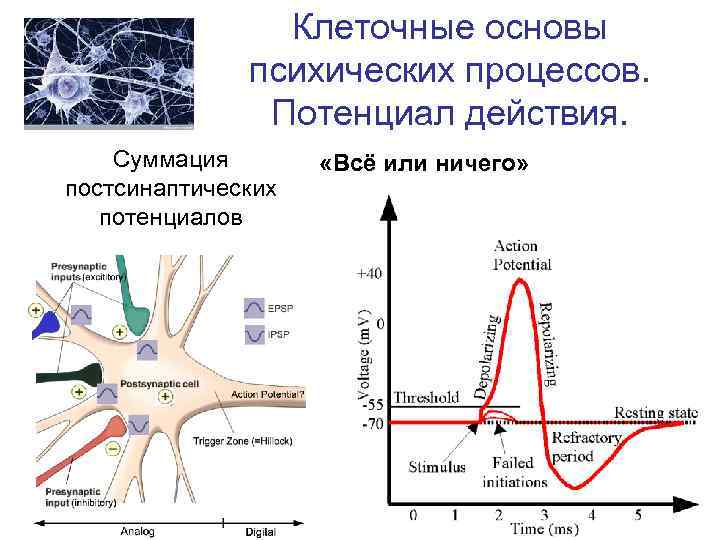 Психофизиология в схемах и комментариях черенкова