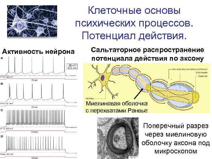 Клеточные основы психических процессов. Потенциал действия. Активность нейрона Сальтаторное распространение потенциала действия по аксону