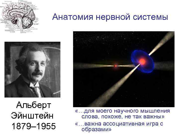Анатомия нервной системы Альберт Эйнштейн 1879– 1955 «…для моего научного мышления слова, похоже, не
