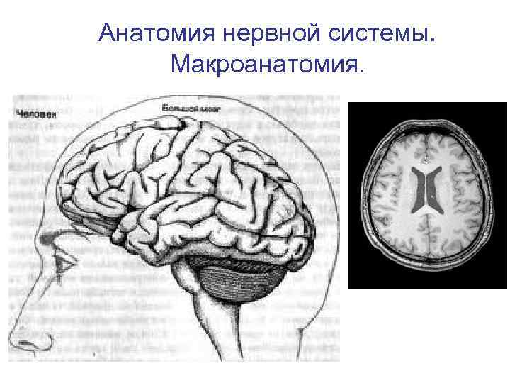 Анатомия нервной системы. Макроанатомия. 
