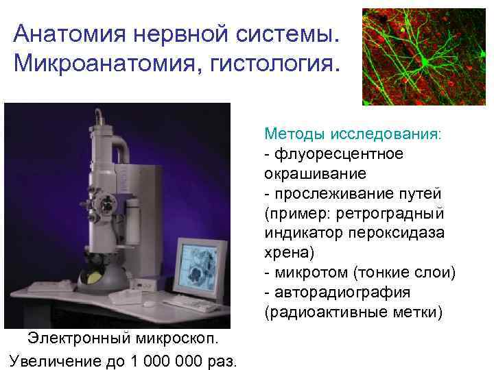 Анатомия нервной системы. Микроанатомия, гистология. Методы исследования: - флуоресцентное окрашивание - прослеживание путей (пример: