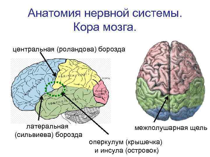 Межполушарная щель