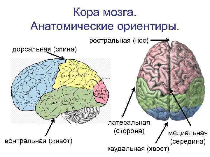 Вентральный и дорсальный