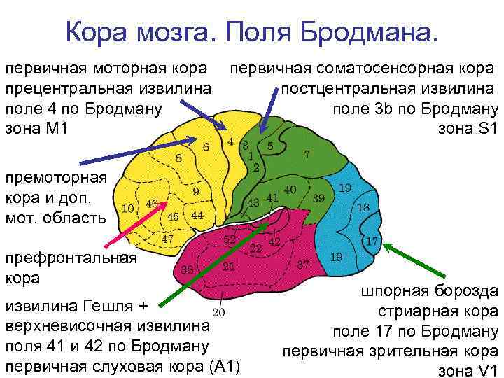 Г г мозговая. Мозг поля Бродмана. Карта полушарий мозга поля по Бродману. Поля коры головного мозга по Бродману. 4 Поле по Бродману.