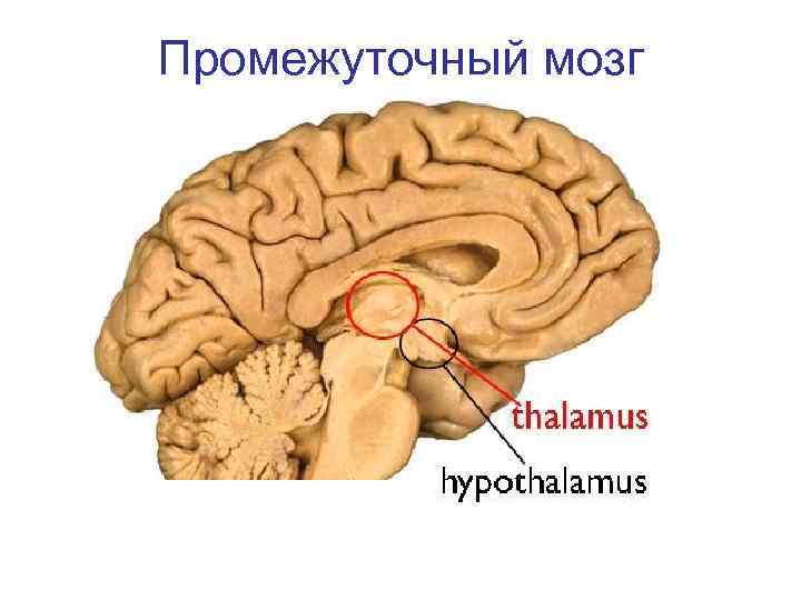 Промежуточный мозг фото