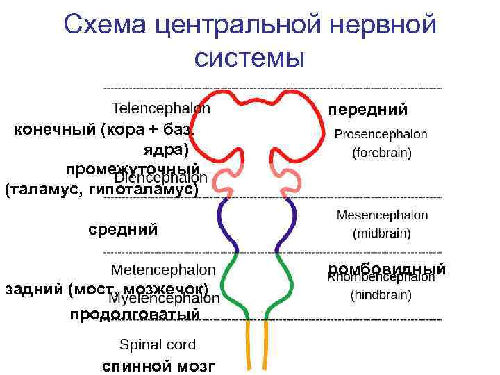 Схема с центральной разностью