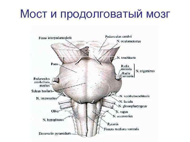 Мост и продолговатый мозг 