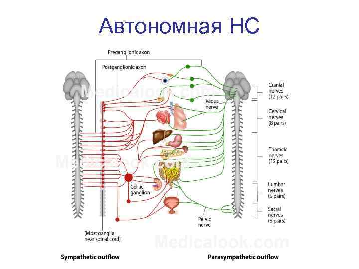 Психофизиология в схемах и комментариях психофизиология