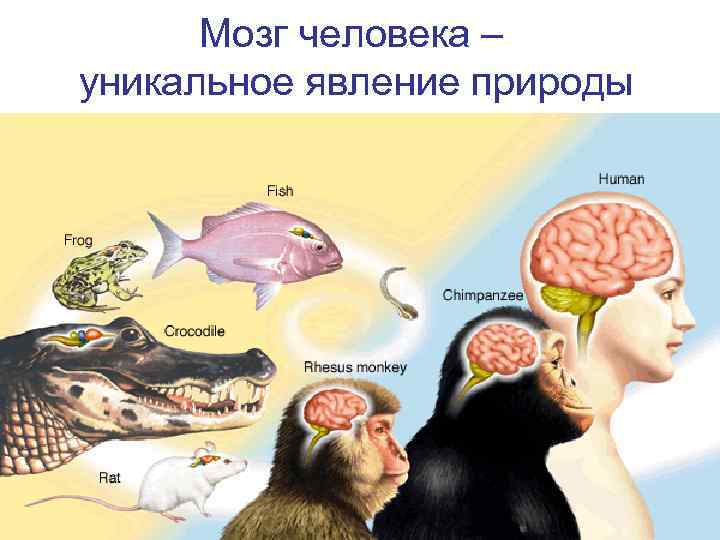 Мозг человека – уникальное явление природы 