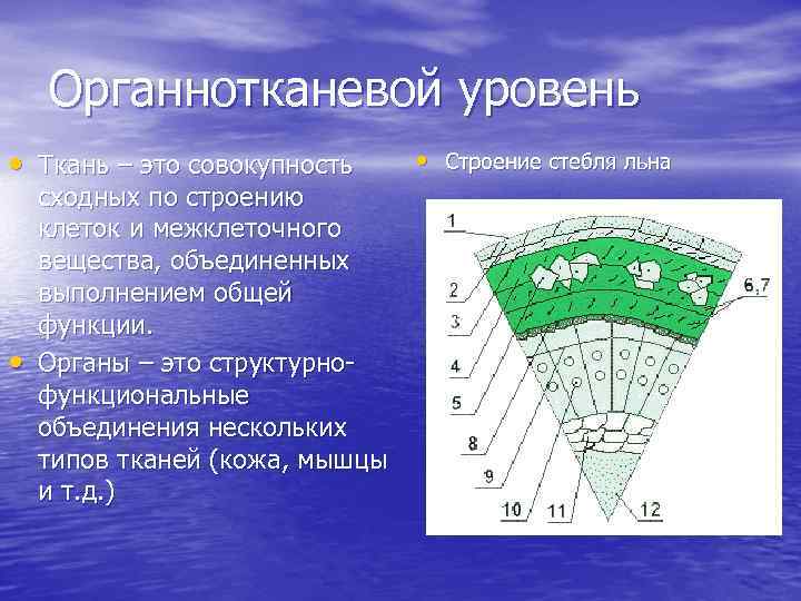 Уровни тканей. Структура тканевого уровня. Структурные элементы тканевого уровня. Структурные элементы тканевого уровня это органы. Выполняемые функции воды на тканевом уровне.