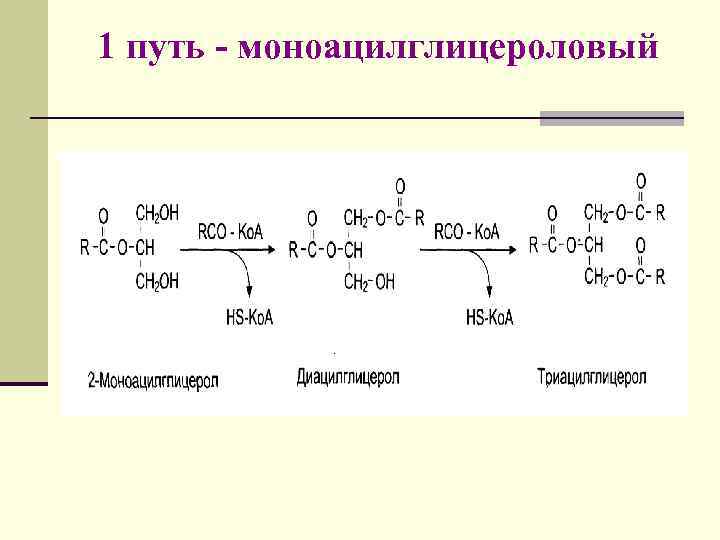 1 путь - моноацилглицероловый 