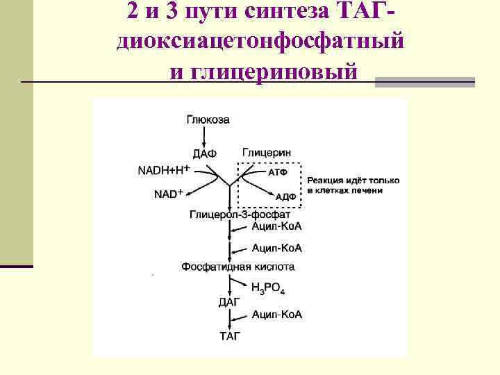 2 и 3 пути синтеза ТАГдиоксиацетонфосфатный и глицериновый 