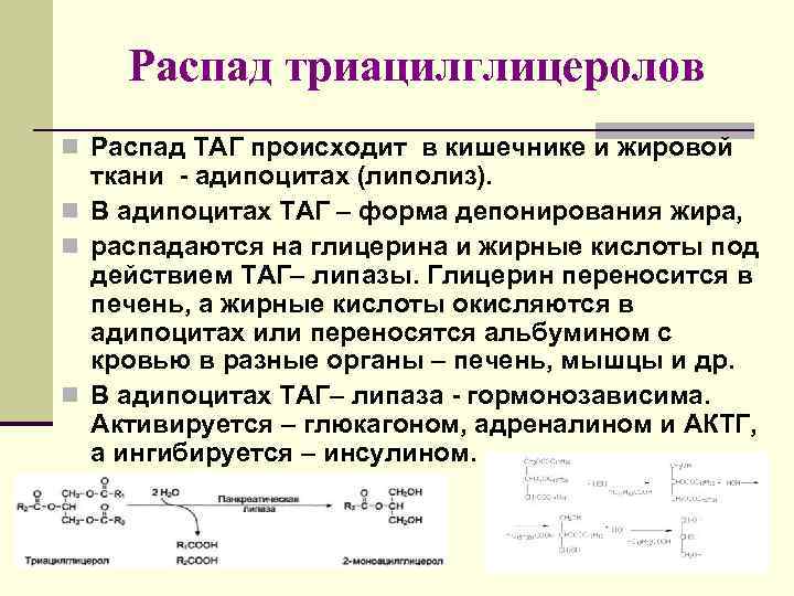 Распад триацилглицеролов n Распад ТАГ происходит в кишечнике и жировой ткани - адипоцитах (липолиз).