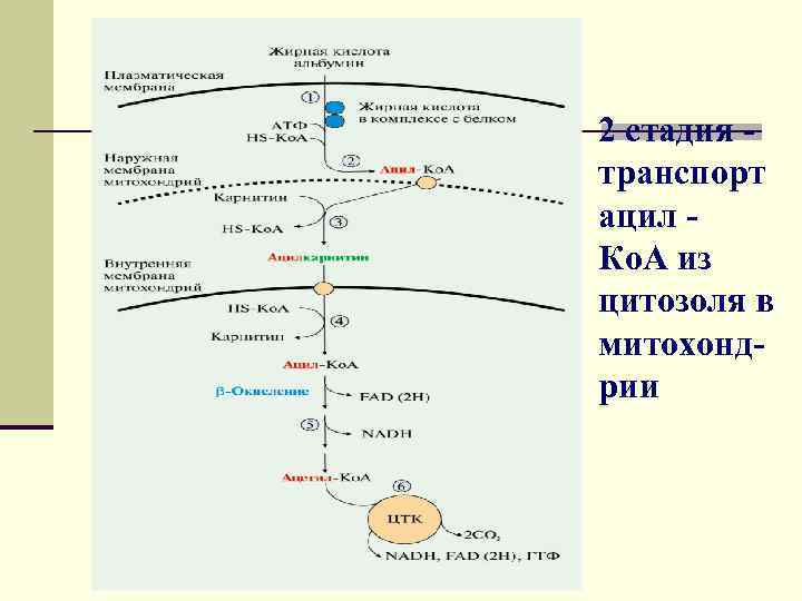 2 стадия транспорт ацил Ко. А из цитозоля в митохондрии 