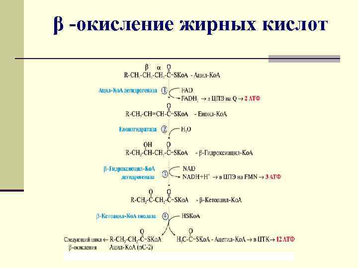 Окисление жиров. Особенности окисления разветвленных жирных кислот. Окисление жиров в рыбе. Суть б окисления жирных. Дефект в окисления жирных.