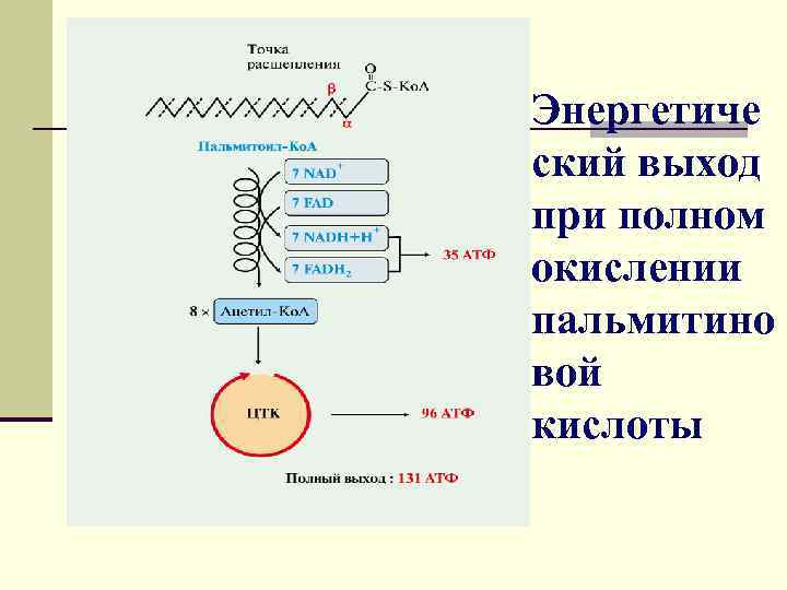 Энергетиче ский выход при полном окислении пальмитино вой кислоты 