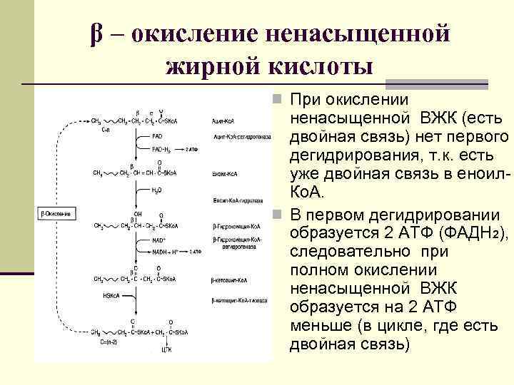β – окисление ненасыщенной жирной кислоты n При окислении ненасыщенной ВЖК (есть двойная связь)