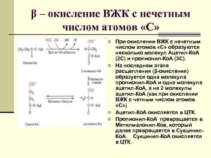 β – окисление ВЖК с нечетным числом атомов «С» n При окислении ВЖК с