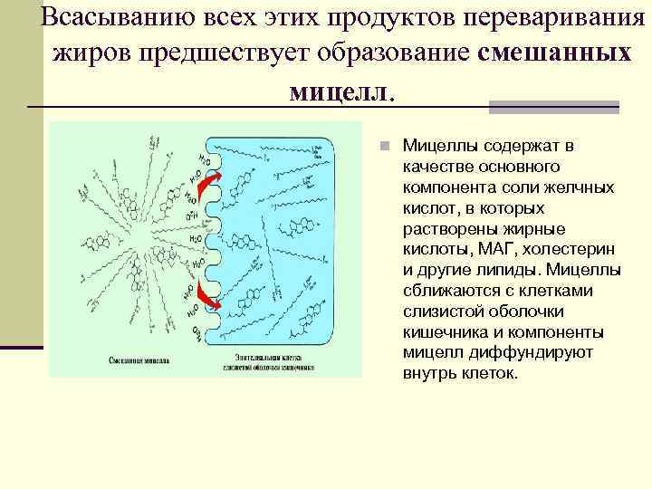 Всасыванию всех этих продуктов переваривания жиров предшествует образование смешанных мицелл. n Мицеллы содержат в