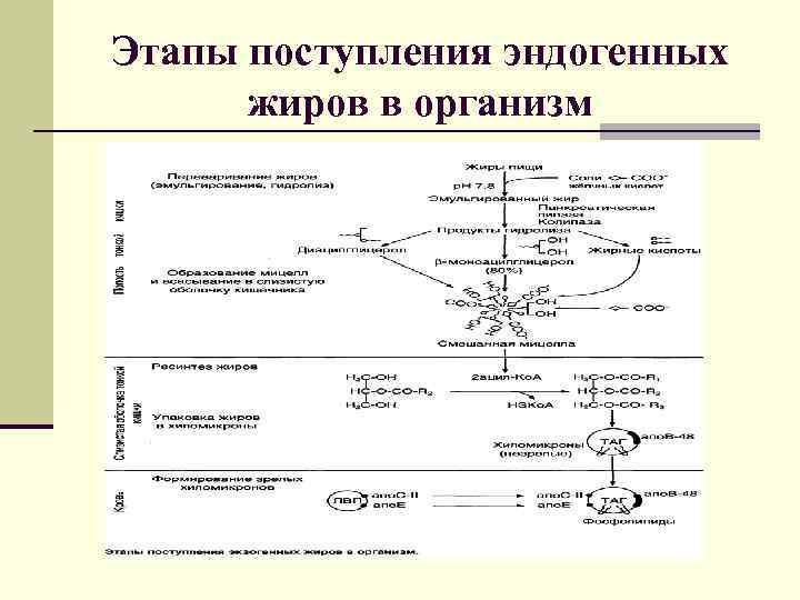 Этапы поступления эндогенных жиров в организм 