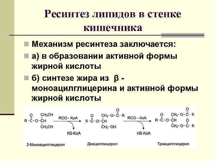 Ресинтез таг в стенке кишечника