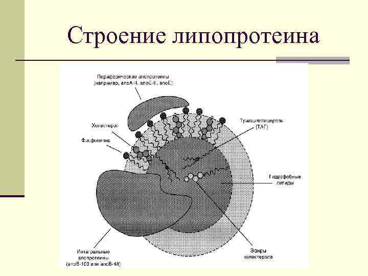 Строение липопротеина 