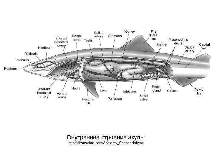 Внутреннее строение акулы. Пищеварительная система хрящевых рыб. Внутреннее строение хрящевых рыб. Пищеварительная система акулы схема. Анатомия пищеварительной системы акулы.