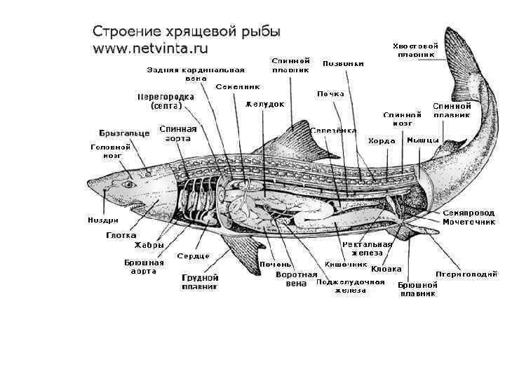 Рот хрящевые рыбы костные рыбы. Пищеварительная система хрящевых рыб схема. Анатомия пищеварительной системы акулы. Внешнее строение хрящевых рыб Скат. Скаты хрящевые рыбы строение.