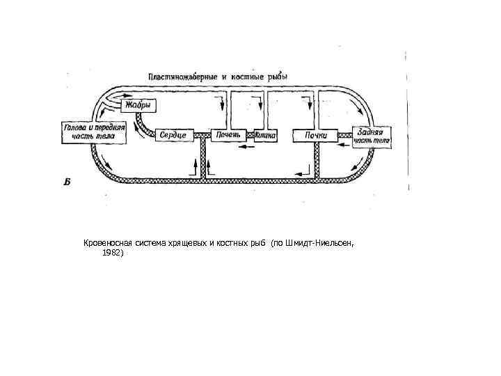 Кровеносная система хрящевых и костных рыб (по Шмидт-Ниельсен, 1982) 