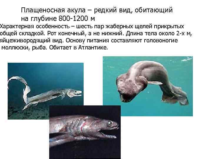 Плащеносная акула – редкий вид, обитающий на глубине 800 -1200 м Характерная особенность –