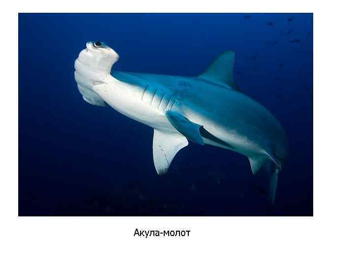 Акула-молот 