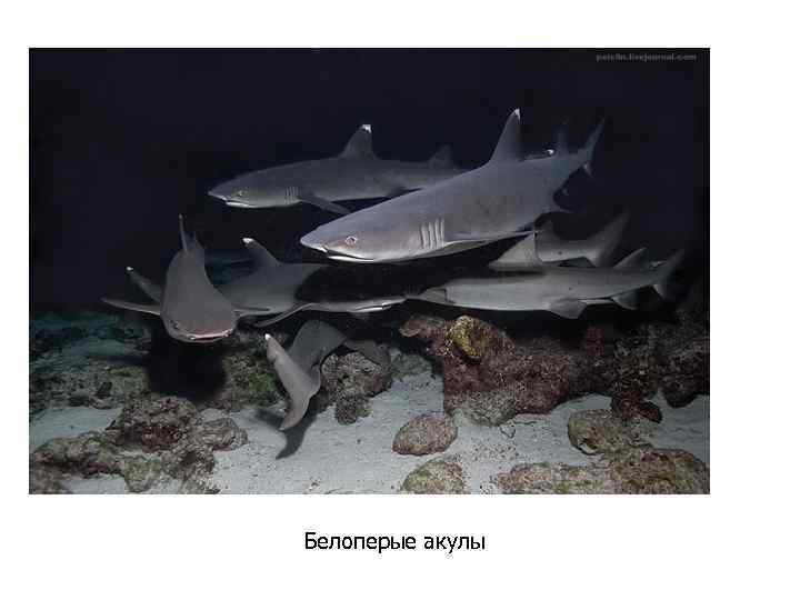 Белоперые акулы 