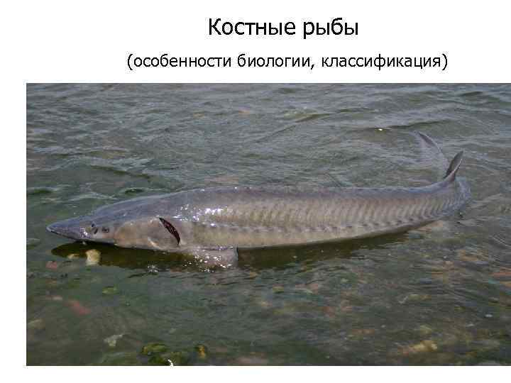 Костные рыбы (особенности биологии, классификация) 