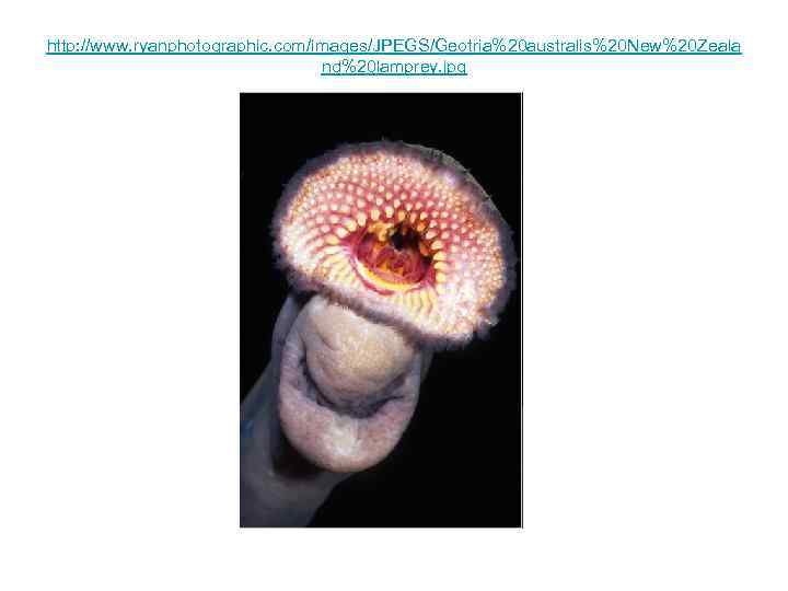 http: //www. ryanphotographic. com/images/JPEGS/Geotria%20 australis%20 New%20 Zeala nd%20 lamprey. jpg 