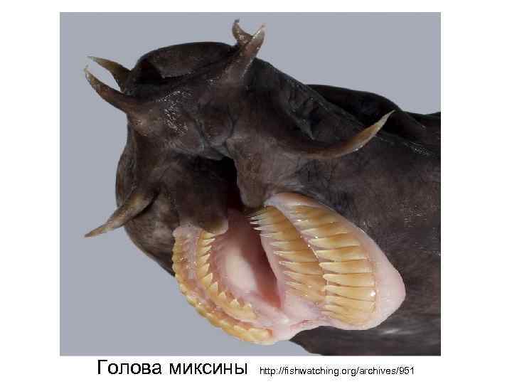 Голова миксины http: //fishwatching. org/archives/951 