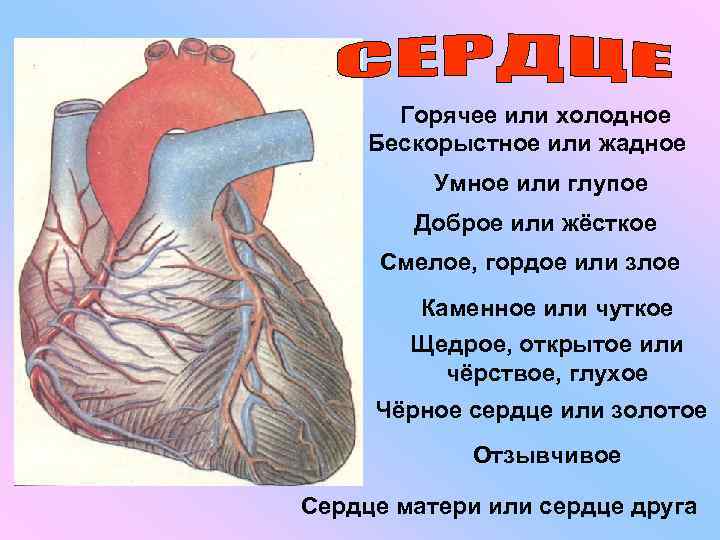 Горячее или холодное Бескорыстное или жадное Умное или глупое Доброе или жёсткое Смелое, гордое