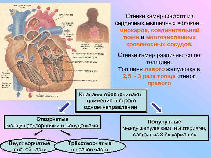 Стенки камер состоят из сердечных мышечных волокон – миокарда, соединительной ткани и многочисленных кровеносных