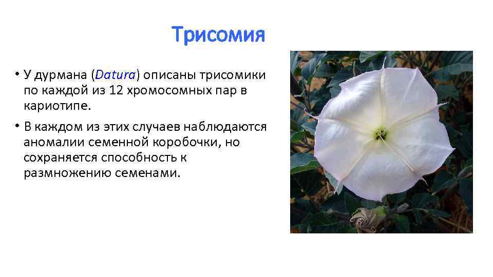 Трисомия • У дурмана (Datura) описаны трисомики по каждой из 12 хромосомных пар в