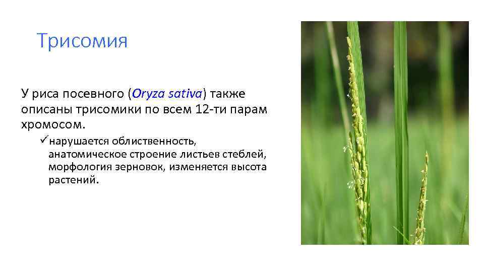 Трисомия У риса посевного (Oryza sativa) также описаны трисомики по всем 12 -ти парам