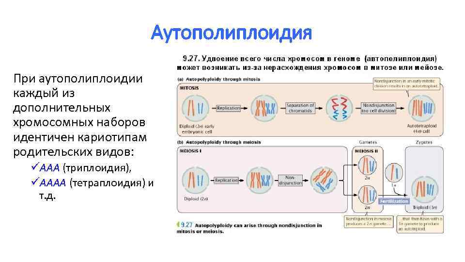 Аутополиплоидия При аутополиплоидии каждый из дополнительных хромосомных наборов идентичен кариотипам родительских видов: üААА (триплоидия),