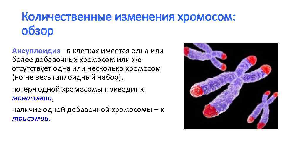 Хромосомные мутации механизмы