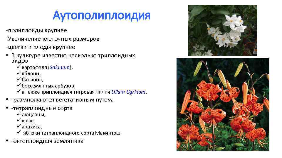Аутополиплоидия -полиплоиды крупнее -Увеличение клеточных размеров -цветки и плоды крупнее • В культуре известно