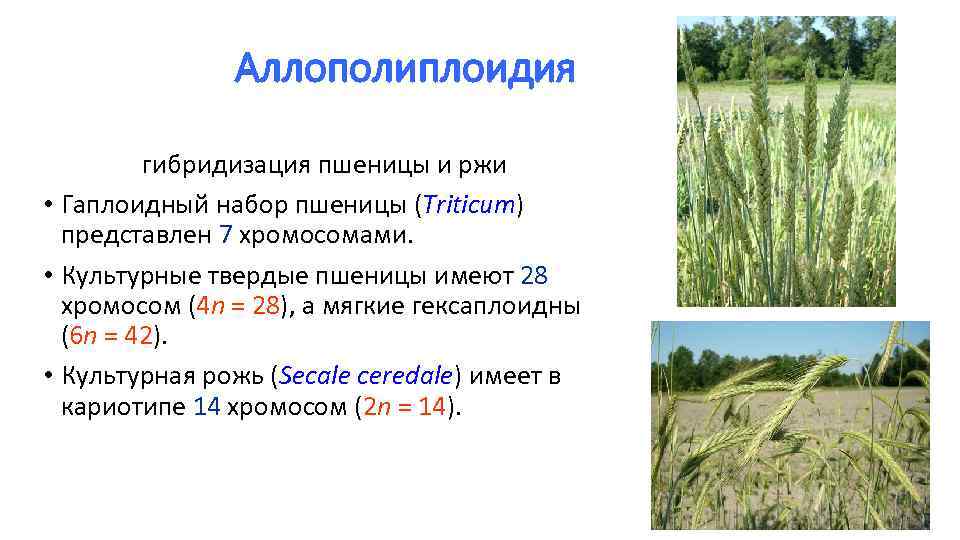 Аллополиплоидия гибридизация пшеницы и ржи • Гаплоидный набор пшеницы (Triticum) представлен 7 хромосомами. •