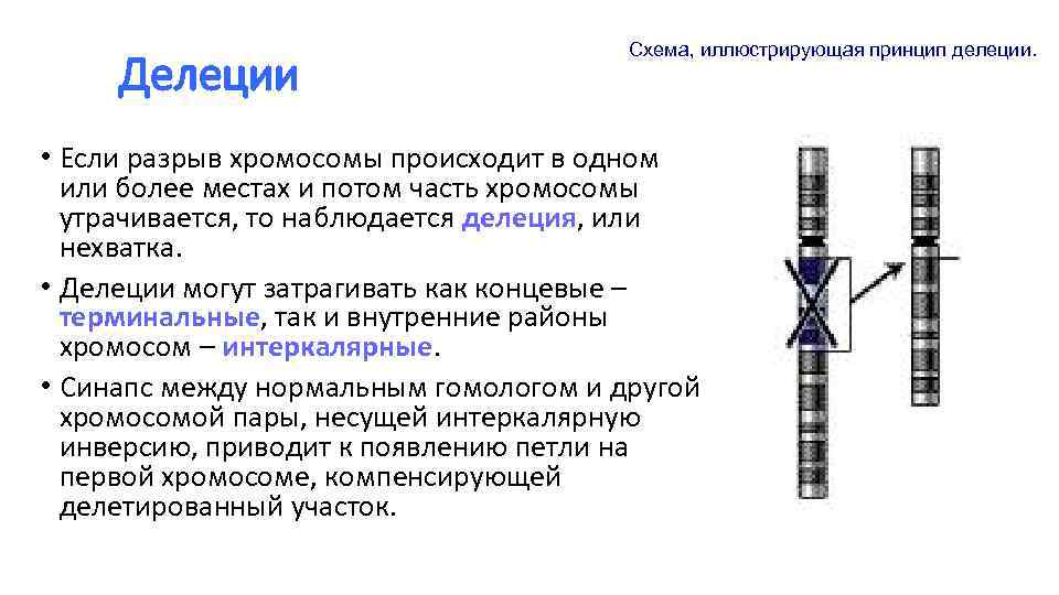Делеции Схема, иллюстрирующая принцип делеции. • Если разрыв хромосомы происходит в одном или более