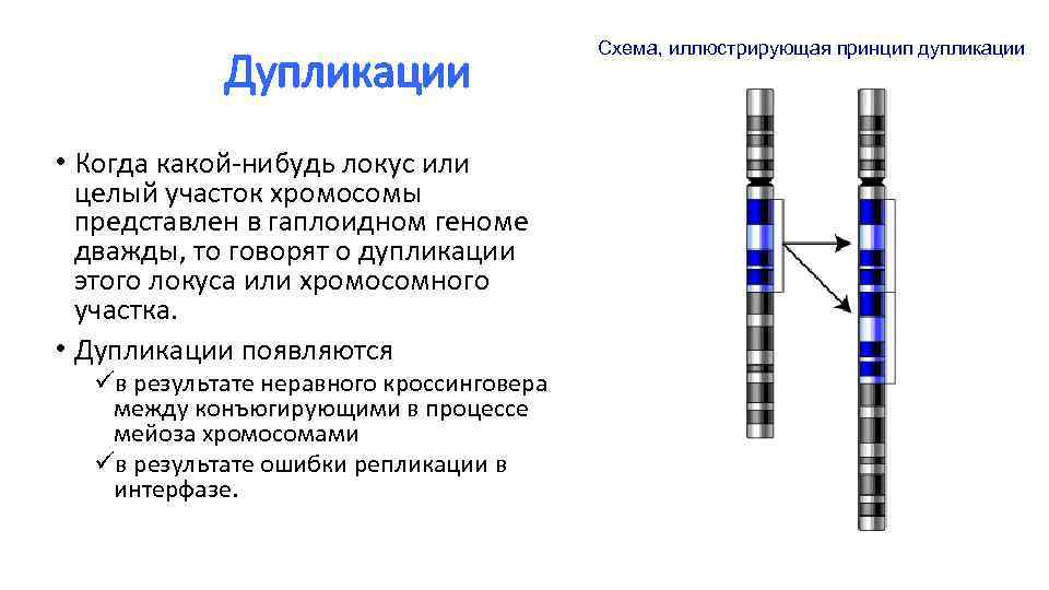 Удвоение участка хромосомы это. Схема дупликации. Дупликация это в генетике. Заболевания при дупликации. Дупликация мутация.