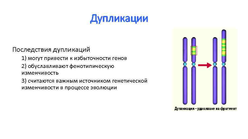 Дупликации Последствия дупликаций 1) могут привести к избыточности генов 2) обуславливают фенотипическую изменчивость 3)
