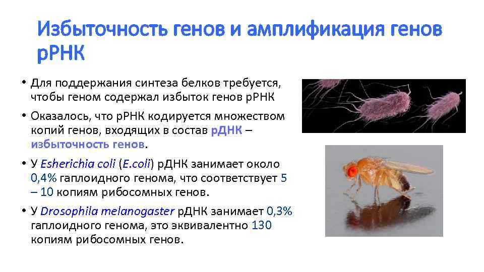 Получение множества копий генов кишечной палочки метод